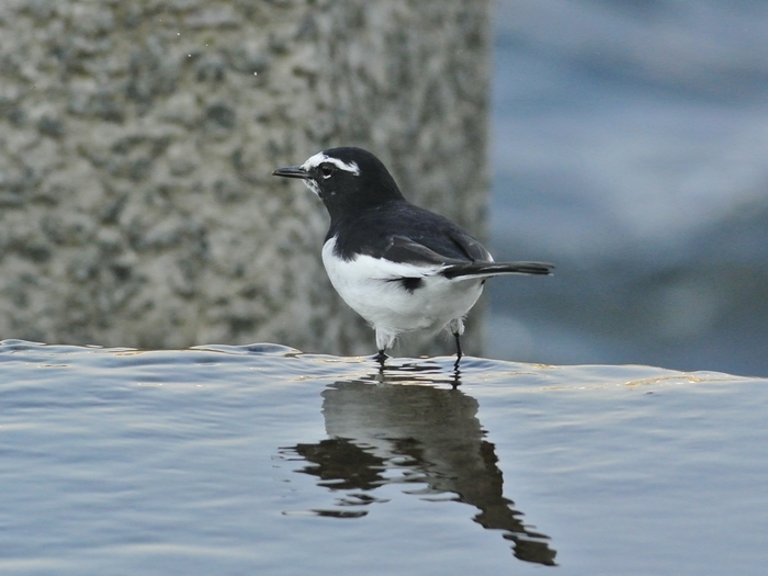 セグロセキレイ（背黒鶺鴒）/Japanese Wagtail_b0309841_041139.jpg