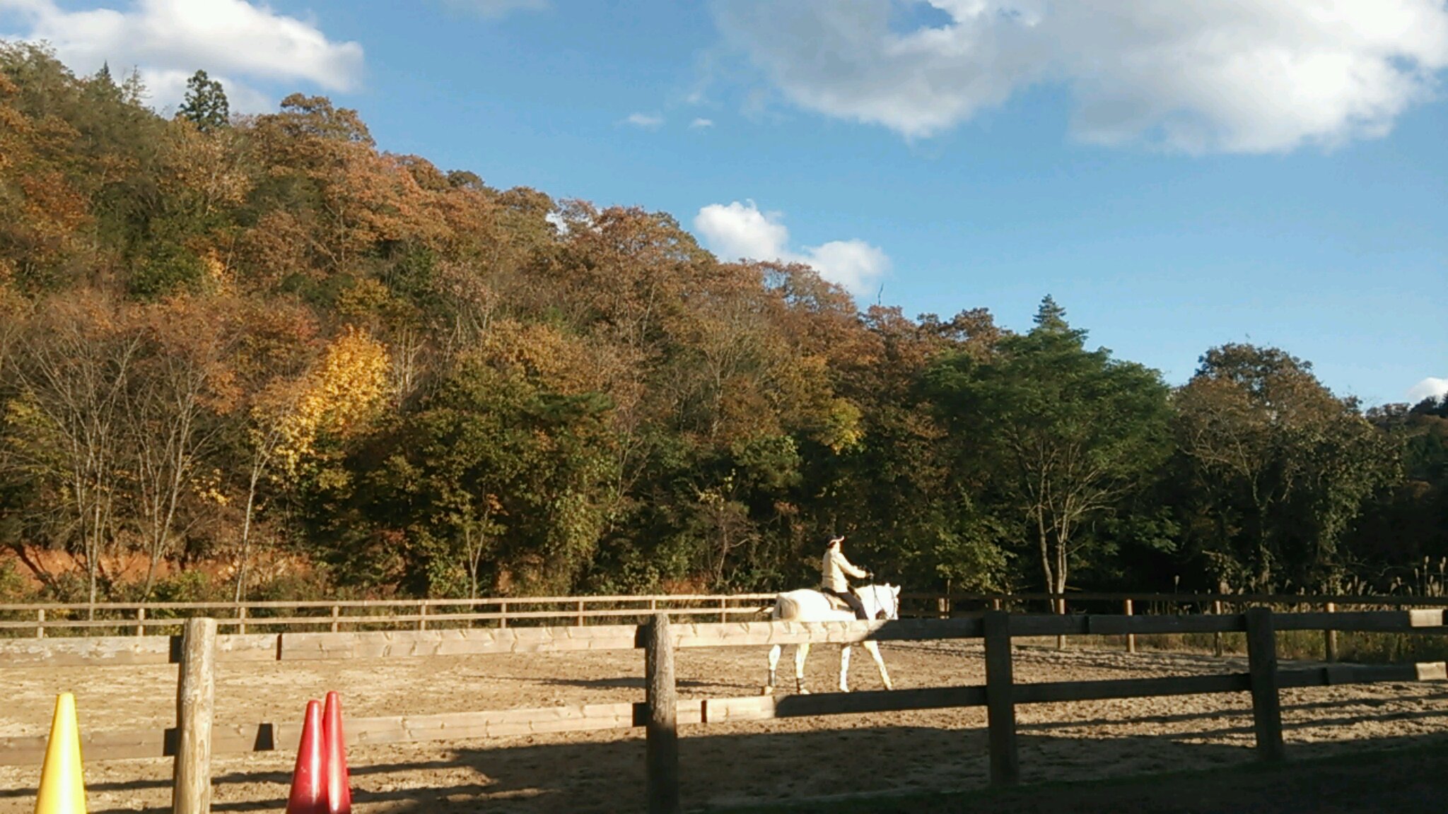 お気楽猫ニャン五郎_e0145441_636259.jpg