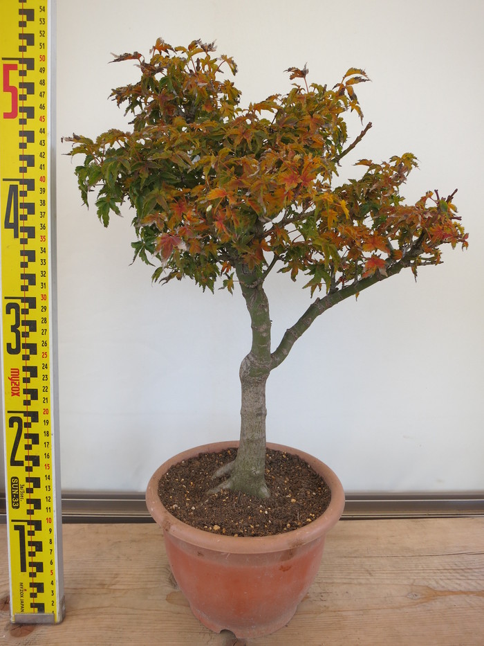 盆栽 特選：獅子頭(シシガシラ)紅葉　現品　*もみじ　モミジ　Acer momiji bonsai 小品盆栽-遊恵盆栽　本店