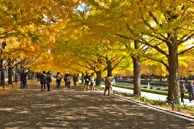 紅葉２０１３　昭和記念公園　１_d0029744_1811403.jpg