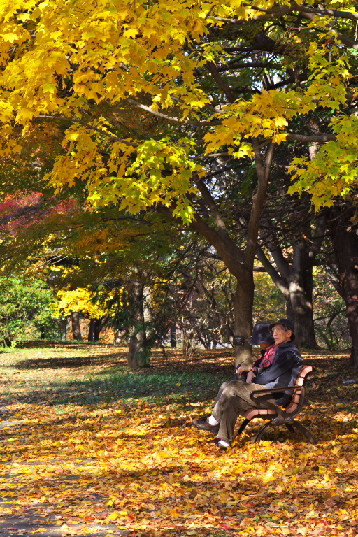 紅葉２０１３　昭和記念公園　１_d0029744_1815628.jpg