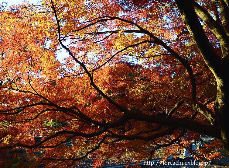 11-19日・今日の昭和記念公園の紅葉_f0045844_22175020.jpg