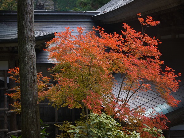 永平寺  紅葉狩り_d0203850_7393699.jpg