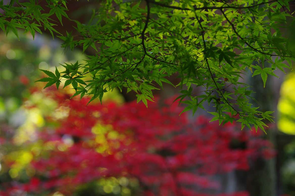 京都の紅葉 2013　〜南禅寺〜_f0152550_21355938.jpg