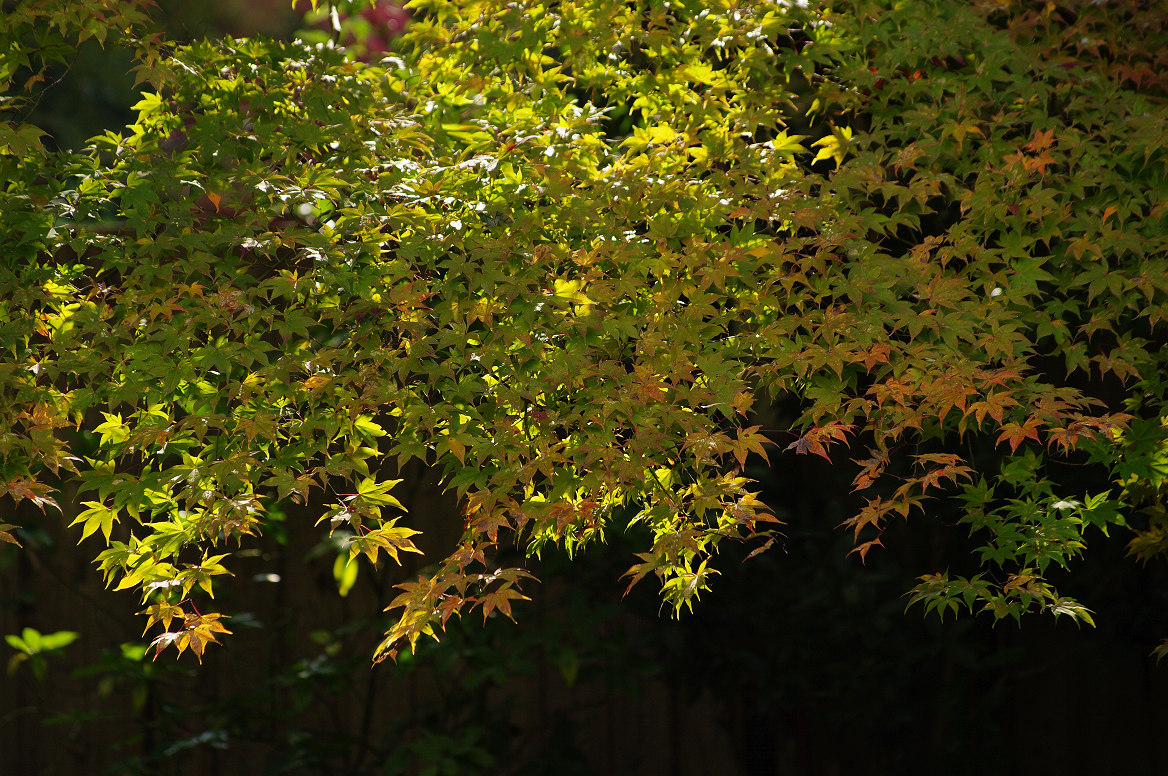 京都の紅葉 2013　〜南禅寺〜_f0152550_21365146.jpg