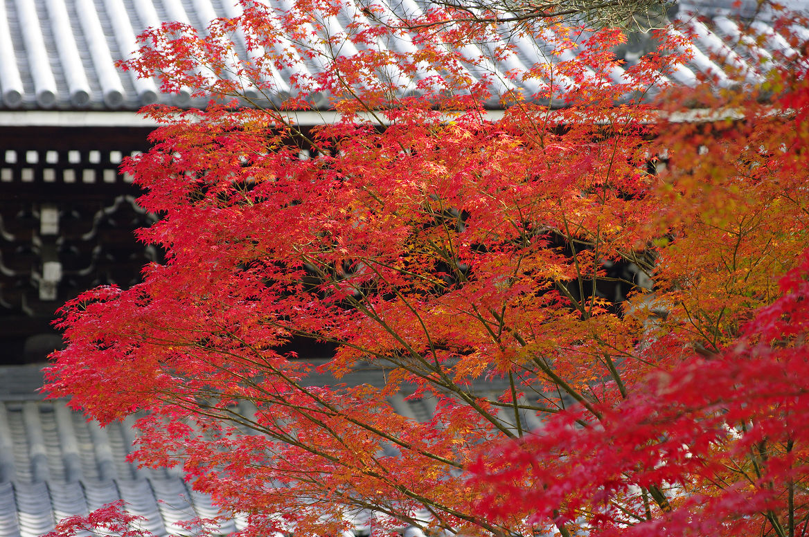 京都の紅葉 2013　〜南禅寺〜_f0152550_21383593.jpg