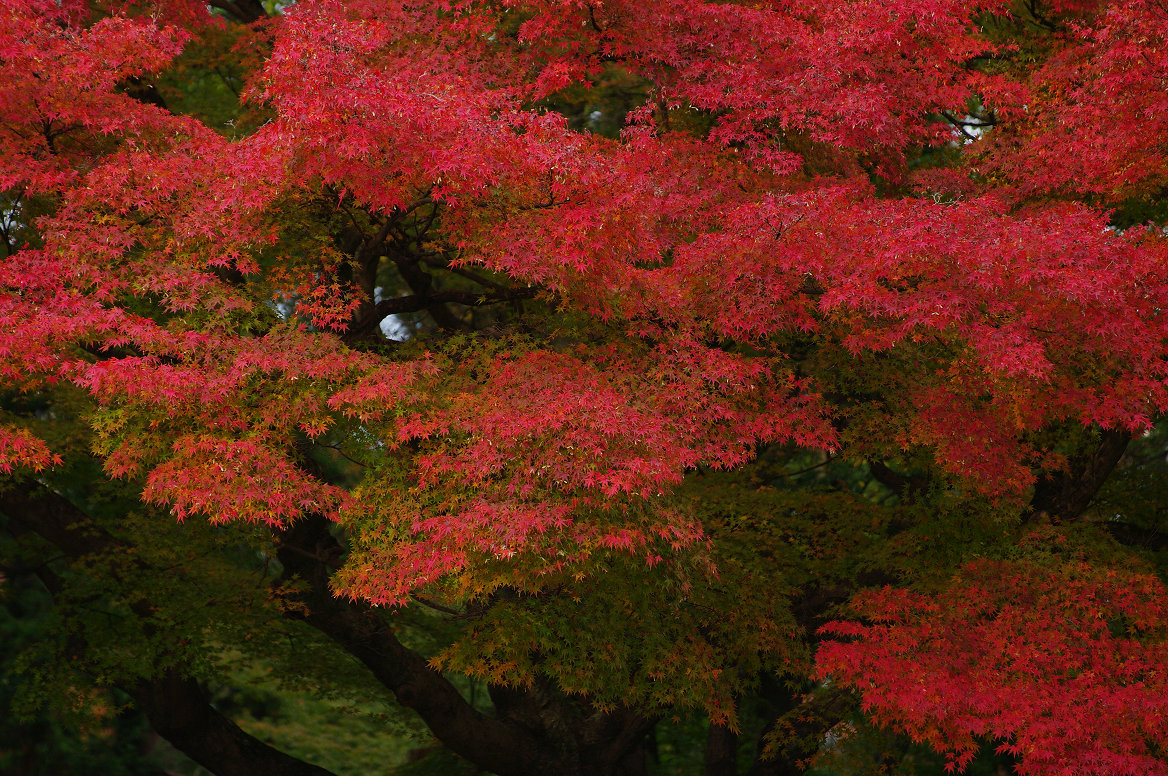 京都の紅葉 2013　〜南禅寺〜_f0152550_21403233.jpg