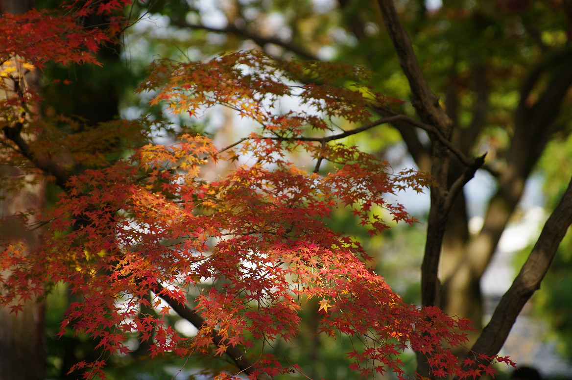 京都の紅葉 2013　〜南禅寺〜_f0152550_21413977.jpg