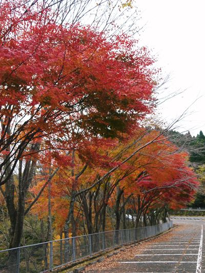菊池渓谷 紅葉photoコレクション_a0254656_1943166.jpg