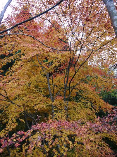 菊池渓谷 紅葉photoコレクション_a0254656_19483051.jpg