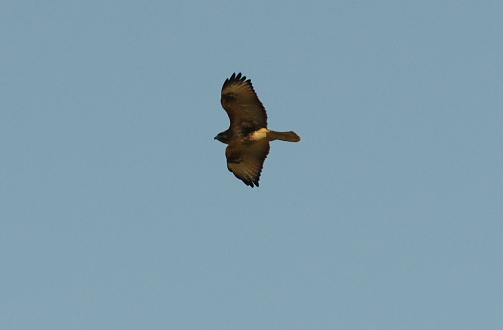 淀川野鳥　ハイタカ　他_d0256061_1427236.jpg