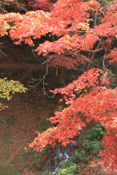 行楽の秋（2）　高源寺・養父(やぶ）神社_e0128863_98363.jpg