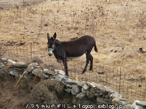 ティノス島のロバさんがかわいい ノラちゃんのギリシャ 生きていく私