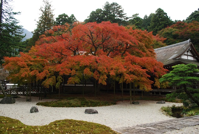 雷山の紅葉_f0189867_20333580.jpg