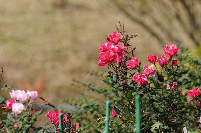 寒空に　＜薔薇・躑躅＞_e0248688_1735058.gif