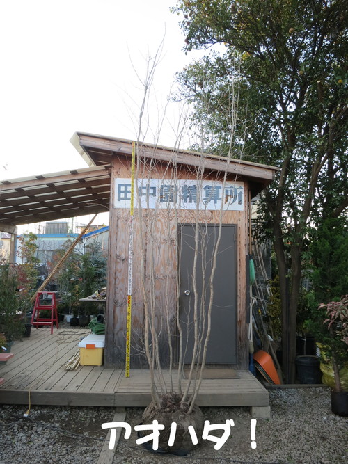 山採り 超極上品！アオダモ アオハダ 入荷！_b0200291_20111082.jpg