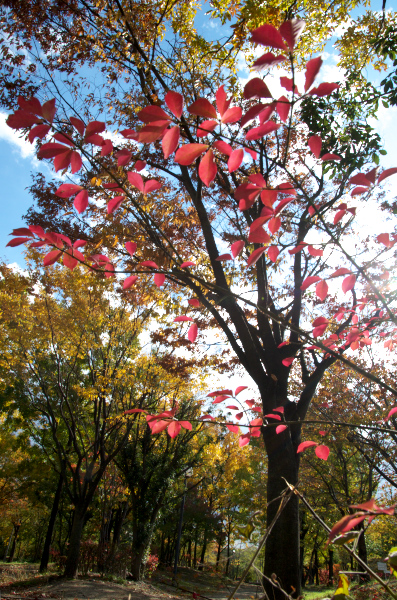 花博記念公園鶴見緑地の紅葉①_a0303293_18581069.jpg