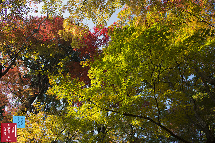 < 洛西の紅葉とモミジの永観堂、の巻 >_c0183700_22523359.jpg