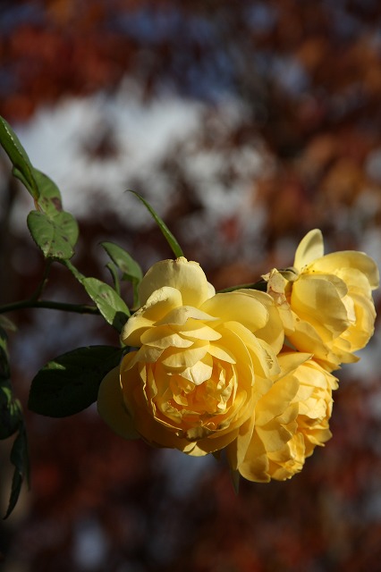 a0123003_1833591.jpg