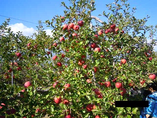 e0144903_1150043.jpg
