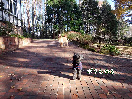 山犬の仲間入り_f0064906_16172387.jpg