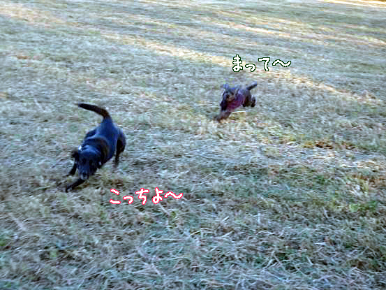 山犬の仲間入り_f0064906_165226.jpg