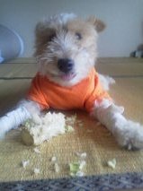 初めまして!ちゃたろうでございます_f0316507_21232933.jpg