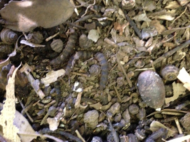 どんぐりの落ち葉や実の下にうごめく芋虫 達 昆虫ブログ むし探検広場