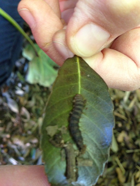 どんぐりの落ち葉や実の下にうごめく芋虫 達 昆虫ブログ むし探検広場