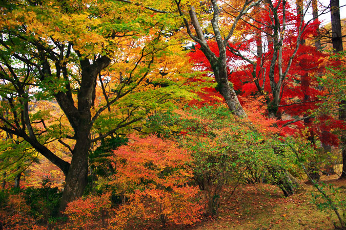 古峰神社と古峰園の紅葉2_a0263109_17443391.jpg