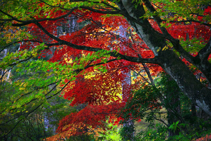 古峰神社と古峰園の紅葉2_a0263109_17444391.jpg