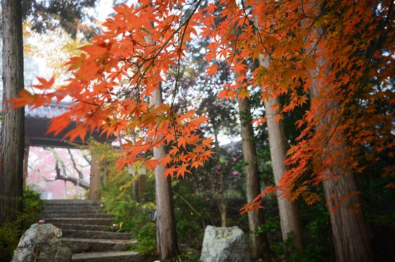 2013京都の紅葉!・神蔵寺 其の一_f0032011_2002355.jpg