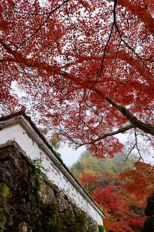 2013京都の紅葉!・神蔵寺 其の一_f0032011_2034864.jpg