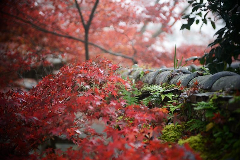 2013京都の紅葉!・神蔵寺 其の一_f0032011_2041236.jpg