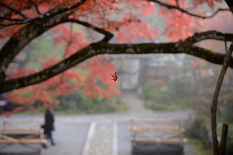 2013京都の紅葉!・神蔵寺 其の一_f0032011_2042327.jpg