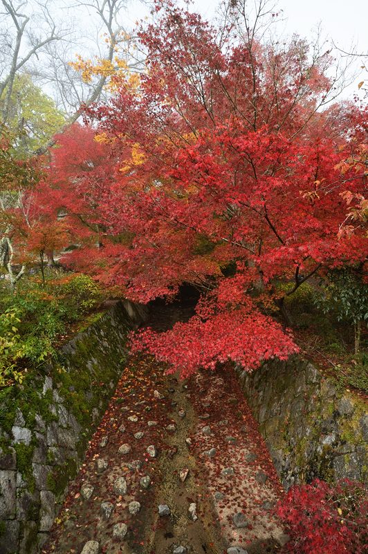 2013京都の紅葉!・神蔵寺 其の一_f0032011_2054047.jpg