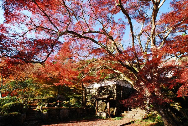 紅葉　-　神蔵寺_a0114714_15521315.jpg