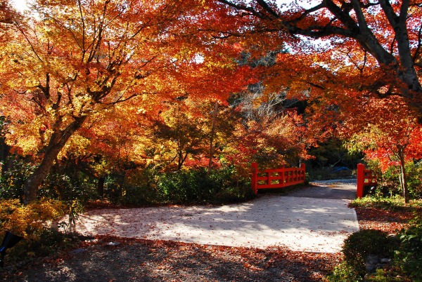 紅葉　-　神蔵寺_a0114714_15523517.jpg