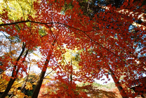 紅葉　-　神蔵寺_a0114714_15525110.jpg