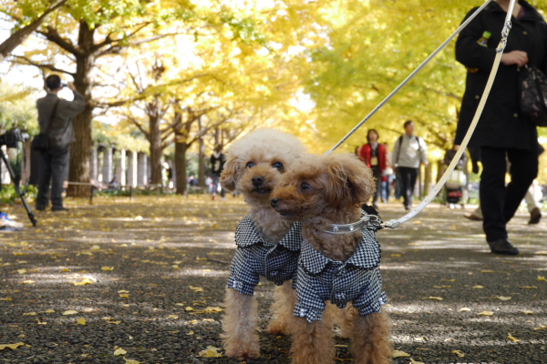 昭和記念公園の秋_b0183917_014967.jpg