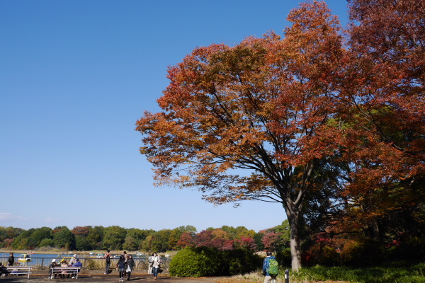 昭和記念公園の秋_b0183917_0152484.jpg