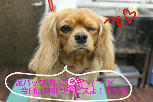 来週は。。。_b0130018_1724324.jpg