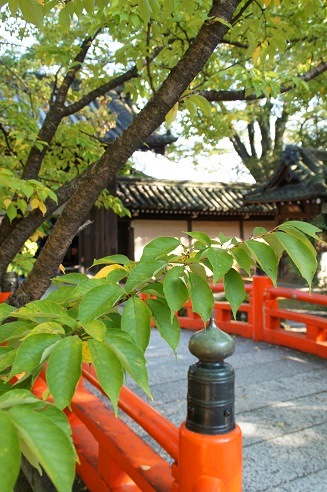 え?「玉の輿」? ~今宮神社(京都)~_c0235725_054761.jpg