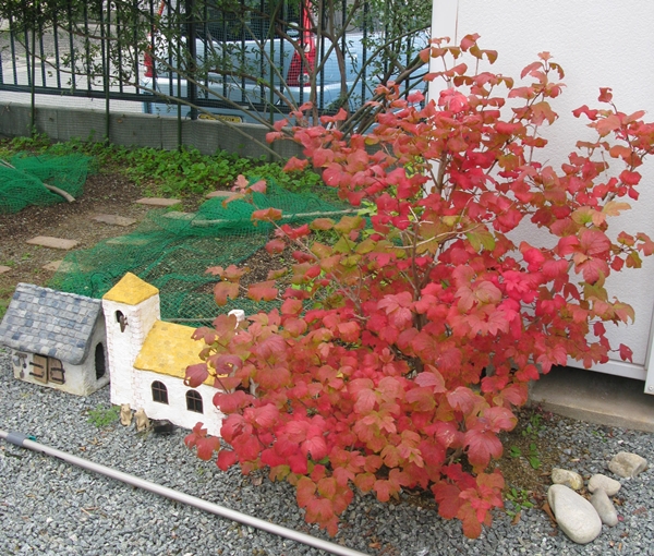 紅葉 M S Factory 紅葉 M S Factory