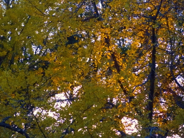 e0016828_142068.jpg