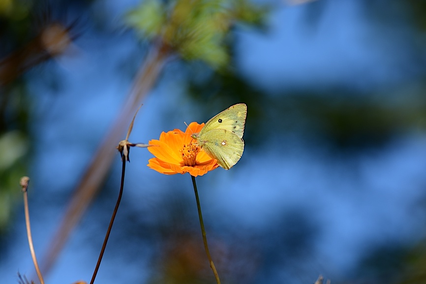 公園の蝶たち11月編（2013年11月20日） _d0303129_255749.jpg