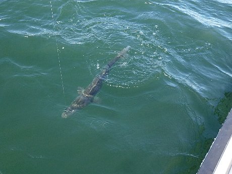 e0198329_10223389.jpg