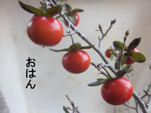 果樹老鴉柿(ろうやがき)