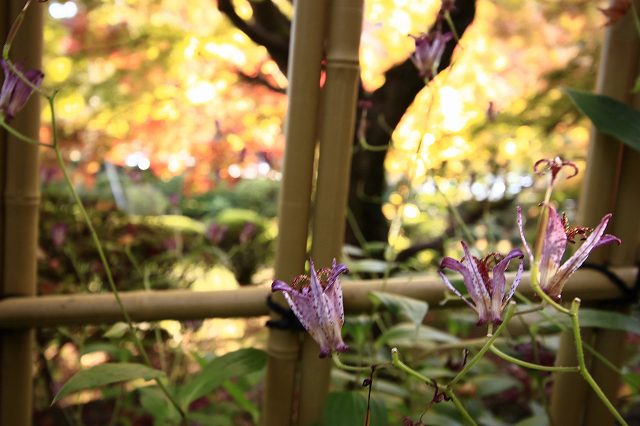 １１月１６日　結願所　大窪寺_a0045932_22231379.jpg