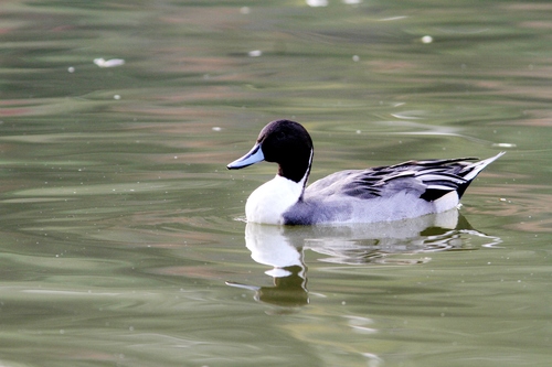 いつもの水鳥！---その２_c0172139_1012716.jpg